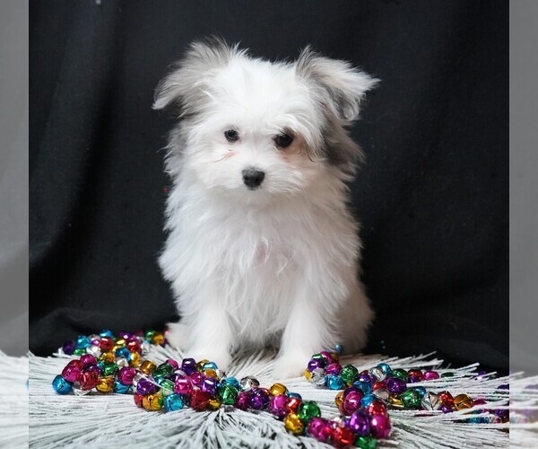 Medium Photo #2 Maltipom Puppy For Sale in ROCK VALLEY, IA, USA
