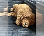 Puppy Carmel Goldendoodle (Miniature)