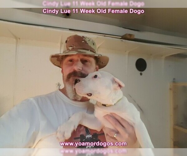 Medium Photo #126 Dogo Argentino Puppy For Sale in PINEVILLE, MO, USA