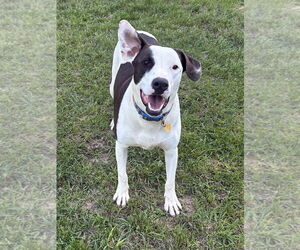Watson - Male Labrador Retriever-Unknown Mix Dog for Adoption - Photo #6