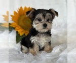 Small #2 Morkie