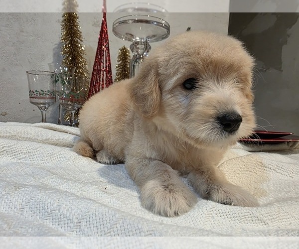 Medium Photo #24 Goldendoodle Puppy For Sale in DUBLIN, TX, USA