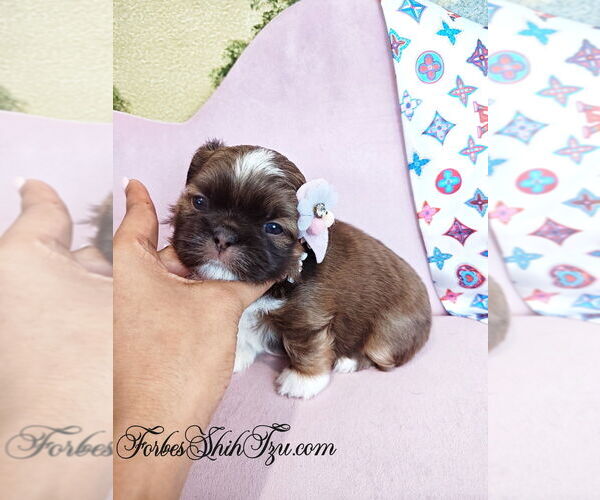 Medium Photo #3 Shih Tzu Puppy For Sale in OCALA, FL, USA