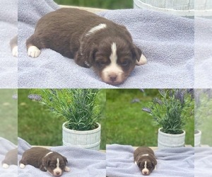 Miniature Australian Shepherd Puppy for sale in BROOKER, FL, USA