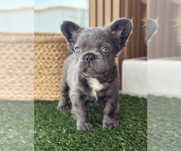Medium Photo #3 French Bulldog Puppy For Sale in NOGALES, AZ, USA