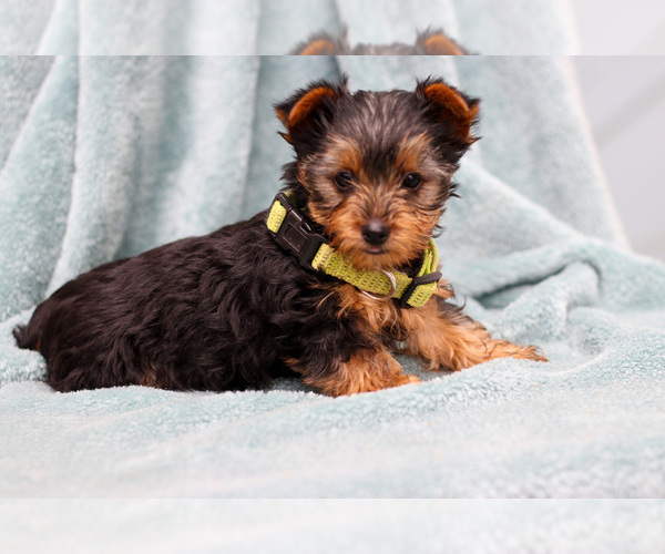 Medium Photo #3 Yorkshire Terrier Puppy For Sale in NAPPANEE, IN, USA