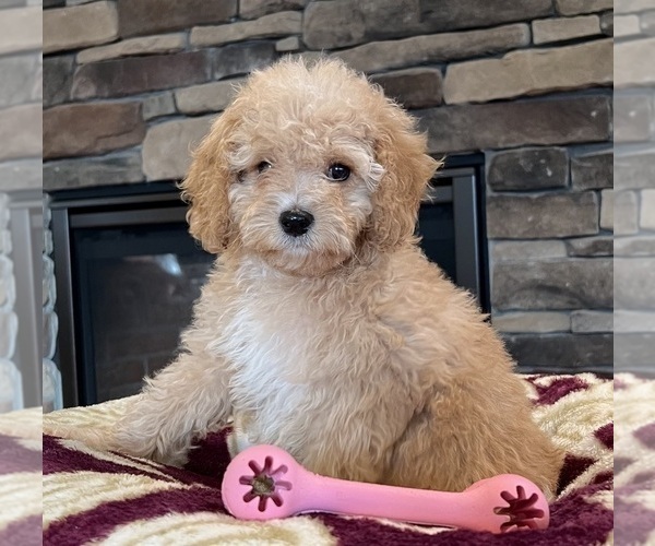 Medium Photo #9 Goldendoodle Puppy For Sale in NOBLESVILLE, IN, USA