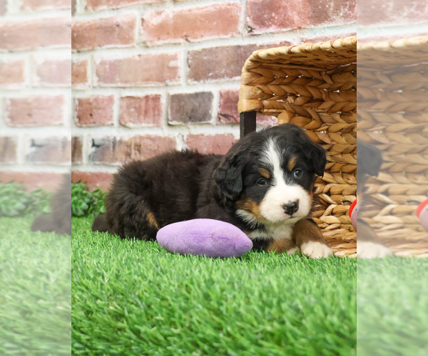 Medium Photo #1 Bernese Mountain Dog Puppy For Sale in SYRACUSE, IN, USA