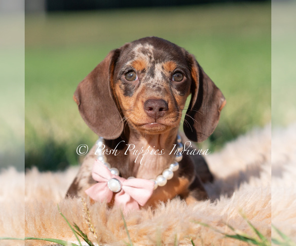 Medium Photo #3 Dachshund Puppy For Sale in WARSAW, IN, USA