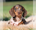 Small #2 Dachshund