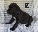 Small #2 Cane Corso