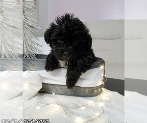 Yorkshire Terrier Puppy for sale in LOWELL, MA, USA