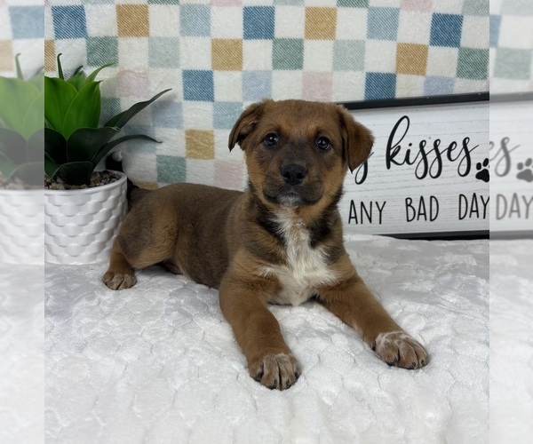 Medium Photo #1 Australian Cattle Dog Puppy For Sale in FRANKLIN, IN, USA