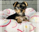 Puppy Puppy 3 Yorkshire Terrier