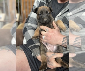 Belgian Malinois Puppy for Sale in WESTCLIFFE, Colorado USA