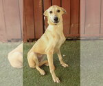 Small #2 Greyhound Mix