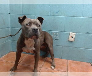 American Pit Bull Terrier Dogs for adoption in Downey, CA, USA