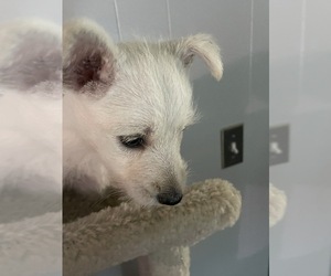 West Highland White Terrier Puppy for sale in BRKN ARW, OK, USA