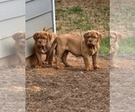 Small Photo #12 Dogue de Bordeaux Puppy For Sale in MONROE, GA, USA