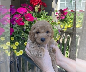 Cavapoo Puppy for Sale in BELDING, Michigan USA