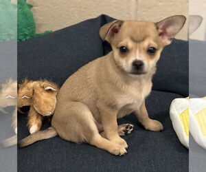 Chiweenie Dogs for adoption in Rohnert Park, CA, USA