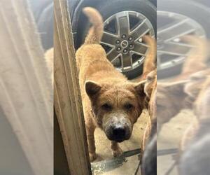 Chow Chow Dogs for adoption in San Antonio, TX, USA