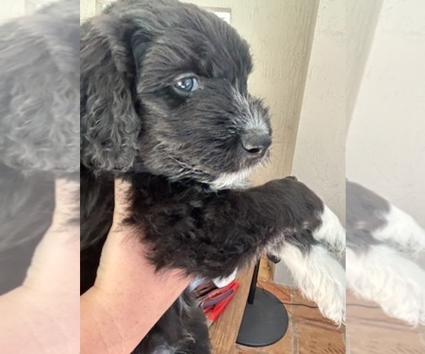 Medium Photo #5 Aussiedoodle Puppy For Sale in LONGWOOD, FL, USA