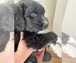 Small #4 Aussiedoodle