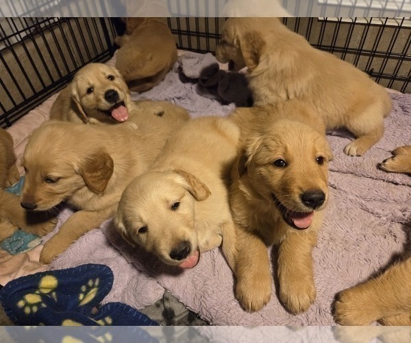 Medium Photo #5 Golden Retriever Puppy For Sale in MINNEAPOLIS, MN, USA