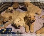 Small #4 Golden Retriever