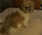 Small Photo #2 Zuchon Puppy For Sale in DENVER, CO, USA