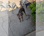 Small #6 Doberman Pinscher