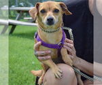 Small #1 Chiweenie
