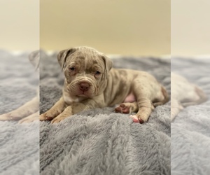 Medium American Bully