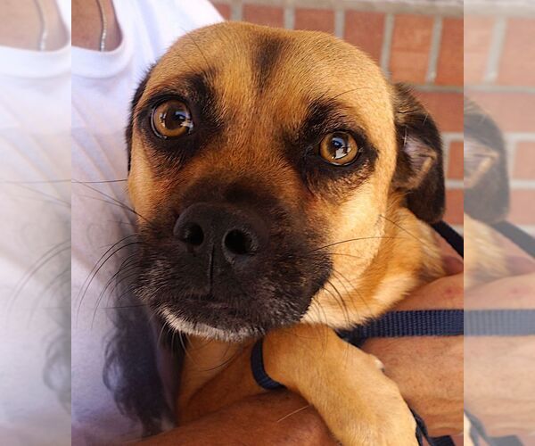 Medium Photo #2 Pug-Unknown Mix Puppy For Sale in Carrollton, TX, USA