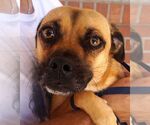 Small #1 Pug Mix