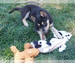 Small #5 German Shepherd Dog Mix