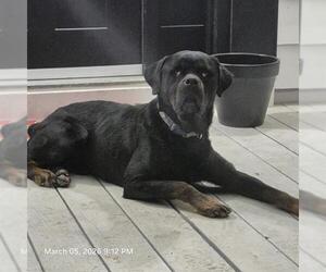 Rottweiler Dogs for adoption in San Antonio, TX, USA
