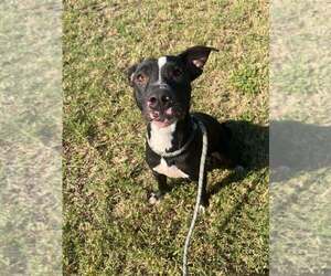 Oliver - Male Mutt Dog for Adoption - Photo #4
