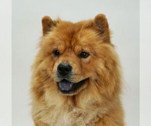 Mother of the Chow Chow puppies born on 10/04/2020