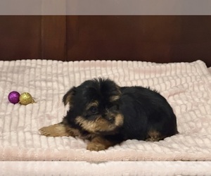 Yorkshire Terrier Puppy for sale in BENSON, NC, USA