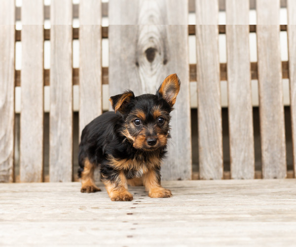 Medium Photo #2 Yorkshire Terrier Puppy For Sale in NAPPANEE, IN, USA