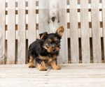 Small #1 Yorkshire Terrier