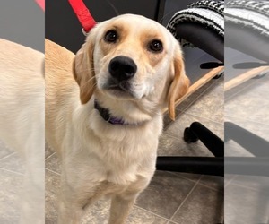 Labrador Retriever-Unknown Mix Dogs for adoption in Rustburg, VA, USA