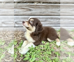 Miniature Australian Shepherd Puppy for sale in ORLANDO, FL, USA