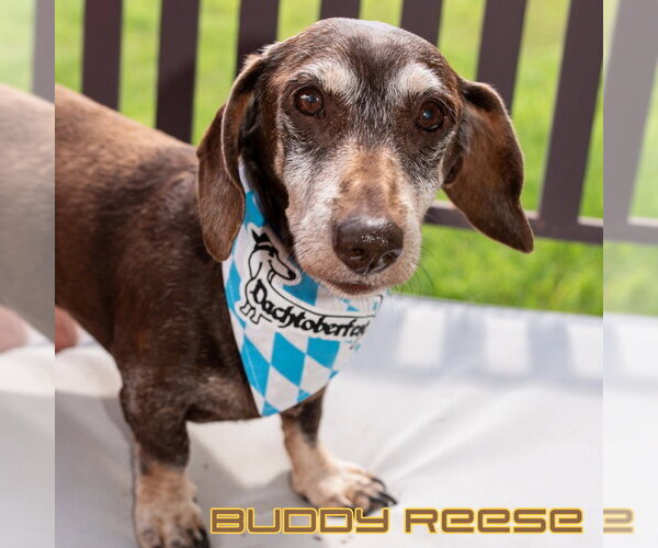 Medium Photo #2 Dachshund Puppy For Sale in San Antonio, TX, USA
