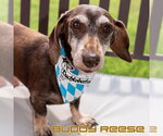 Small #1 Dachshund