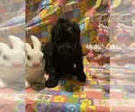 Small Photo #7 Labradoodle Puppy For Sale in COWARD, SC, USA