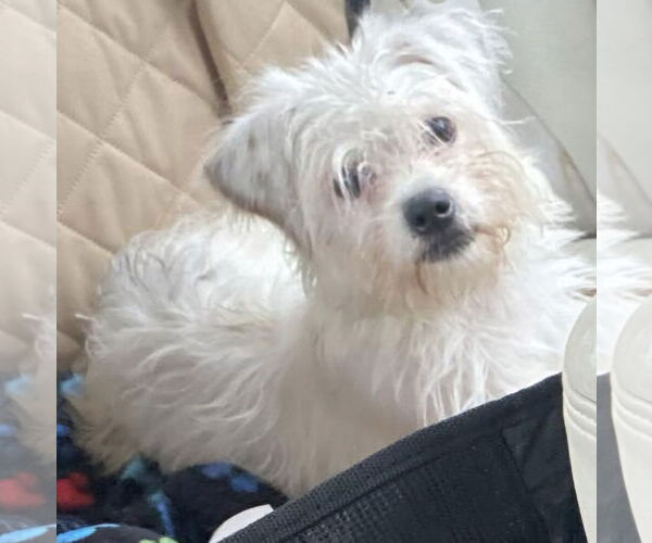 Medium Photo #1 Maltese-Norfolk Terrier Mix Puppy For Sale in San Antonio, TX, USA