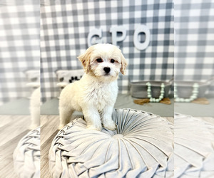 Maltipoo-Poodle (Miniature) Mix Puppy for sale in MARIETTA, GA, USA